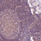 Anti-AMPK alpha 1 PRKAA1 Rabbit Monoclonal Antibody
